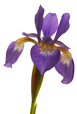 Siberian Iris